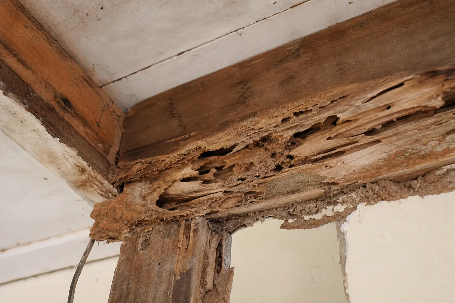 Parasites du bois attaquant la structure dans le Val-d'Oise